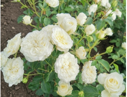 Майра Вайт ( Mayra’s White),