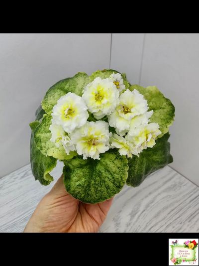 ЛЕ-Золото Нибелунгов Голд  (Е. Лебецкая) 2020 г. (лист укоренённый)