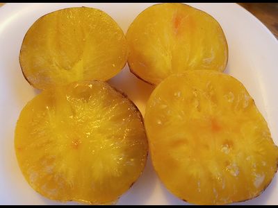 Томат Восставший Звездный Истребитель Кэйли Энн (Rebel Starfighter Kayleigh Anne)