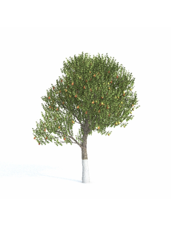 плодовые Груша 2