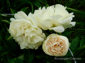 Пион Blonde Vision (Блонд Вижн)