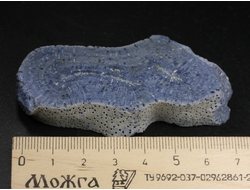 Коралл голубой Акори, Австралия (72*37*10 мм, 44 г) №37706