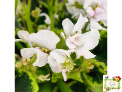 LV-Крапивка (Л. Шевелева) 2024 г. (лист посажен 15.09.25)