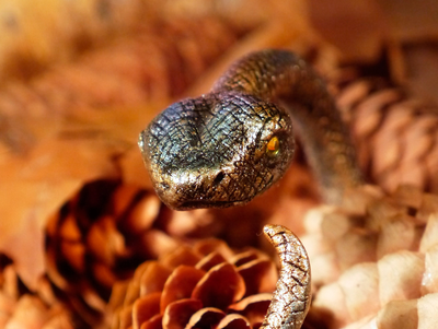 "Золотая Радужная Змейка", необычный браслет в осеннем стиле