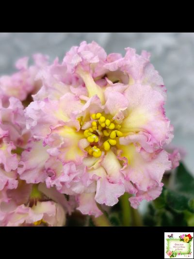 РМ-Яринка (Н. Скорнякова) 2021 г.