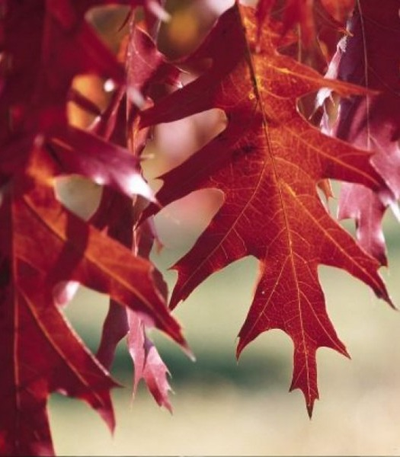 Дуб красный