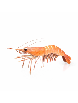 моллюски Креветка красная