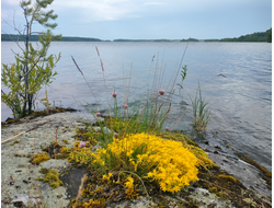 Пешая прогулка "Щельга: ледниковое прошлое Заонежья"