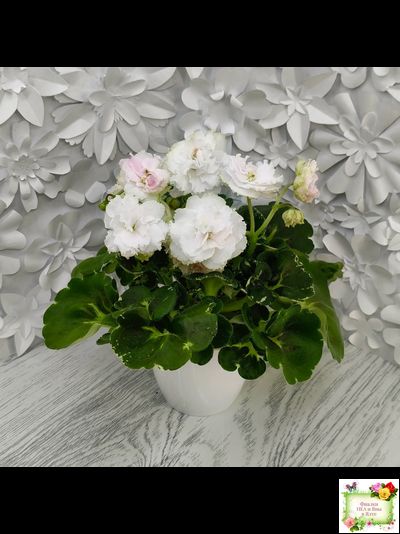 МТ-Кокилье (М. Тотиева) 2023 г.