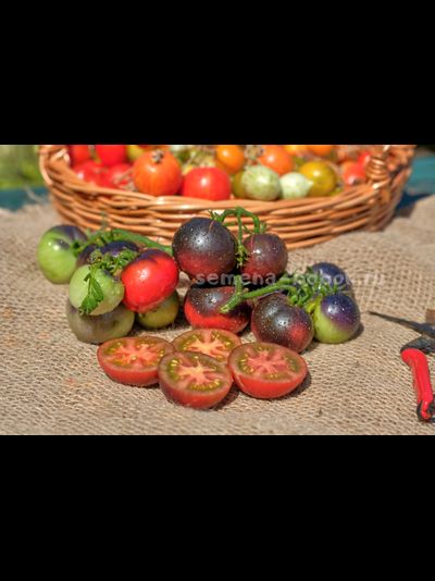 Томат Dwarf Gondwana Thunder (Гном Гондвана Гром), 10 шт