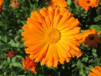 Гидролат Календула, Ноготки лекарственные (Calendula officinalis) цветы 100 мл