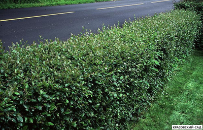 Кизильник блестящий - Cotoneaster lucidus