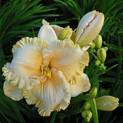 Лилейник Инчантед Форест (Enchant Forest)