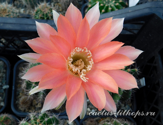Echinopsis hybrid `Зорька` x Echinopsis hybrid `Карамель` - 5 семян