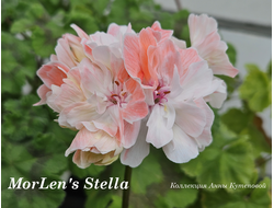 Пеларгония MorLens Stella