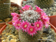 Mammillaria matudae (D=30mm)