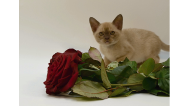 котята шоколадного окраса