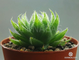 Haworthia Cooperi Picturata