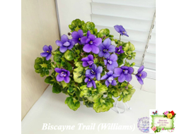 Biscayne Trail (S.Williams) трейлер