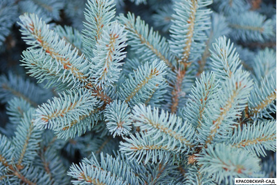 Ель Монтгомери - Montgomery