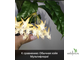 Hoya Multiflora ‘orange flowers’