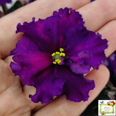 ВаТ-Тип-Топ (Т. Валькова) 2015 г. (лист посажен 04.02.26)