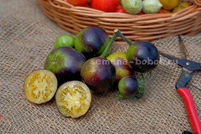 Томат Dwarf Gondwana Moon (Гном Гондвана Луна), 10 шт