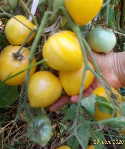 Томат гном Лимонный лед (Dwarf Lemon Ice, дварф Лемон айс) США