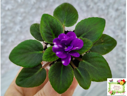 Hunter's Primal Scream (K.Muzalewski) (детка)