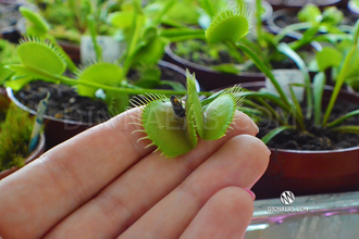 Dionaea muscipula Short teeth