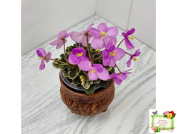 Toronto Belle (A.E.Adams) (детка)