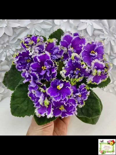 НД-Цветок Сирени (Н.Данилова-Суворова) 2022 г.