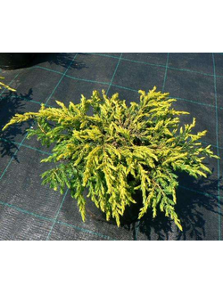 Можжевельник обыкновенный Голдшатц