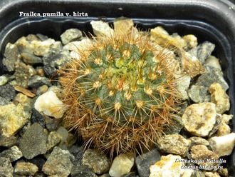 Frailea pumila v.hirta - 5 семян
