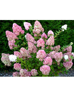 Гортензия метельчатая Sundae Fraise