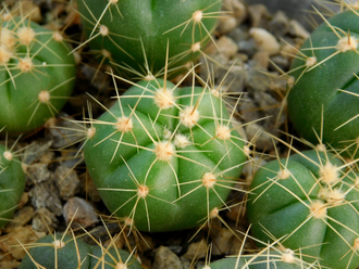Gymnocalycium buenekeri GF 260 (D=15-20 мм)