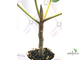 Ficus Vasta / фикус Васта