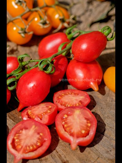 Томат Маленькое смущение Керстин (Kerstin`s piennolo), 10 шт