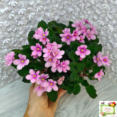 LV-Звезда в Ночи (Л. Шевелева) 2025 г. трейлер (клакамасный лонг)