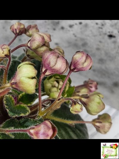 Н-Фавн (Н. Бердникова) 2017 г. (лист посажен 29.01.26)