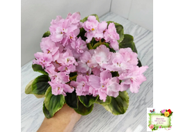 РС-Утренний Пляж (С. Репкина) 2020 г. (клакамас с кроновой пестролистностью)