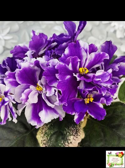 ВаТ-Морской Стиль (Т. Валькова) 2019 г.