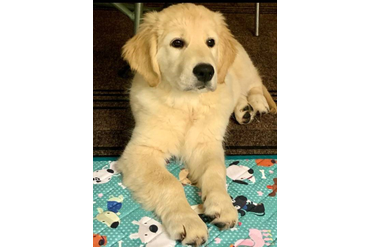 РЗ Юверт в новом доме