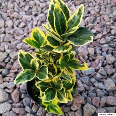 Бересклет Конадейл Голд - Canadale Gold