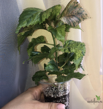 Acalypha wilkesiana ‘tricolor’ / акалифа триколор