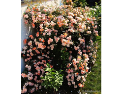 Коралловые Моря (Open Arms, Coral Seas)