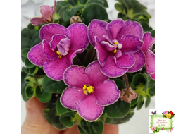 Ma's Melody Girl (O. Robinson) (гёрл-лист)