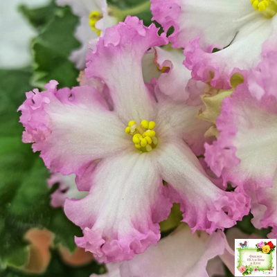 Nik-Обыкновенная Богиня (Н. Булко) 2023 г.