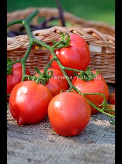 Томат Юбилейный Тарасенко, 10 шт