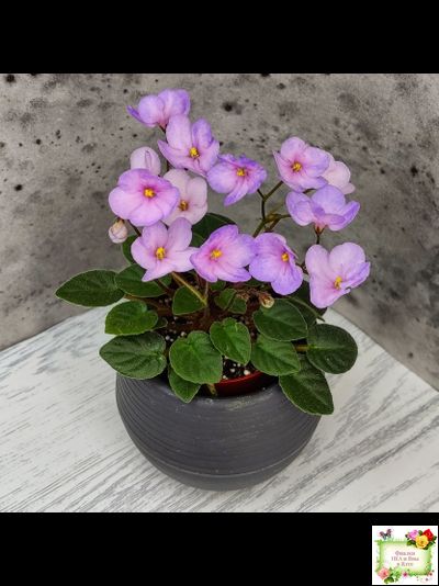 Frosted Fantasy спорт трейлер